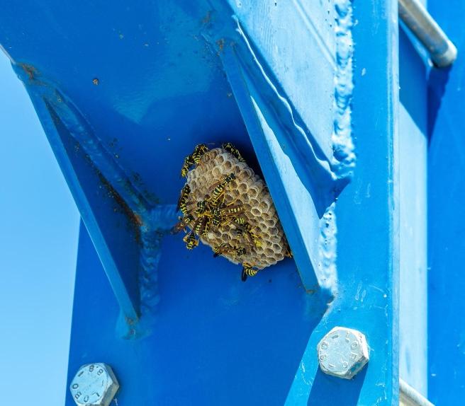 Professional Wasp Treatment Service