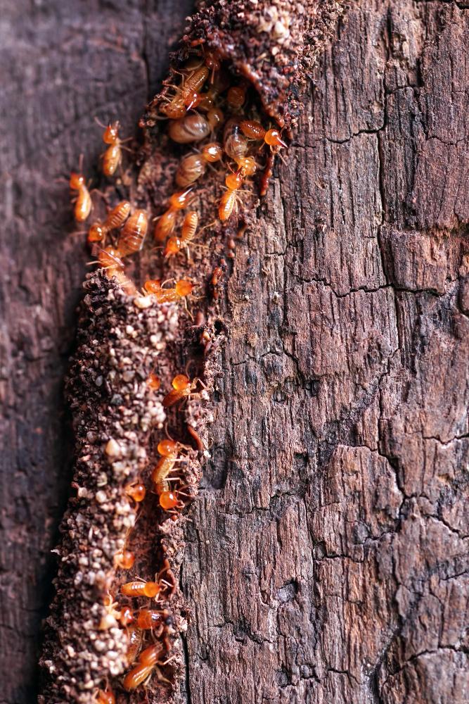 Professional Termite Inspection