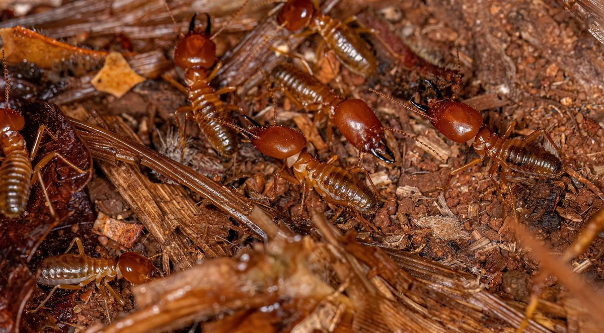 Termite Control Near Me