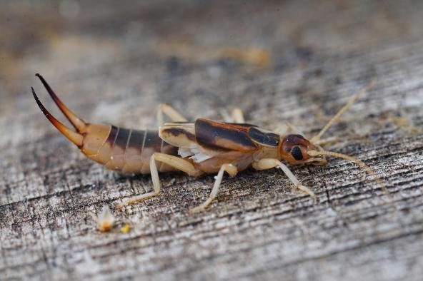 Source Pest Control Earwig Service