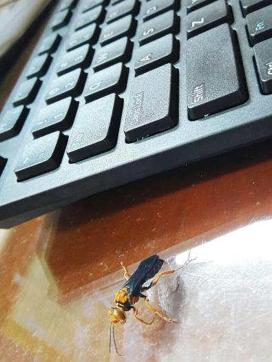 Commercial Pest Control Approach