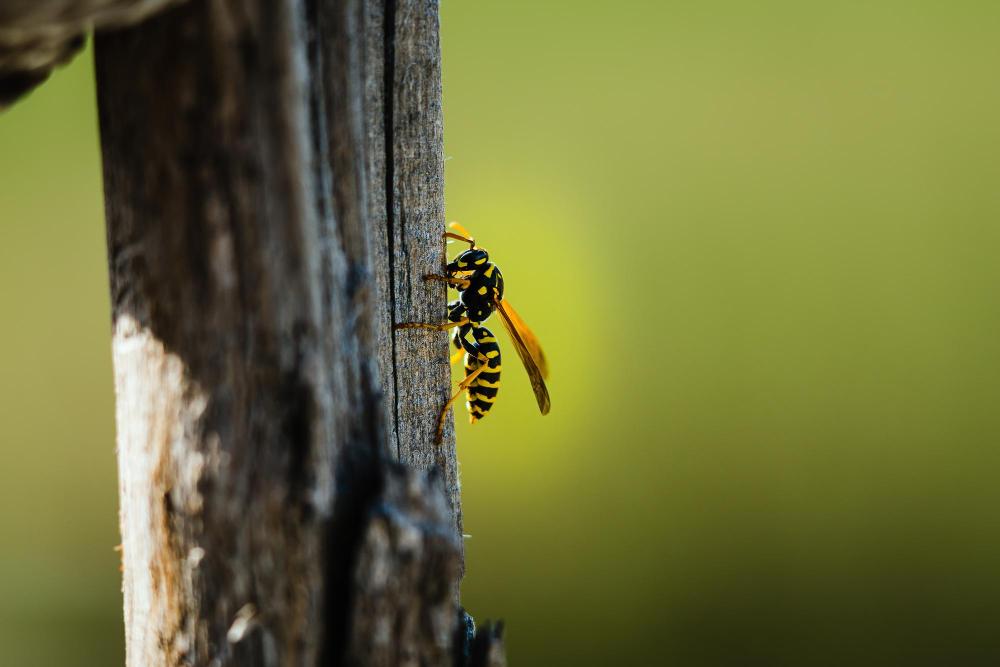 Wasp Removal Near Me in Riverside County &amp; North San Diego County