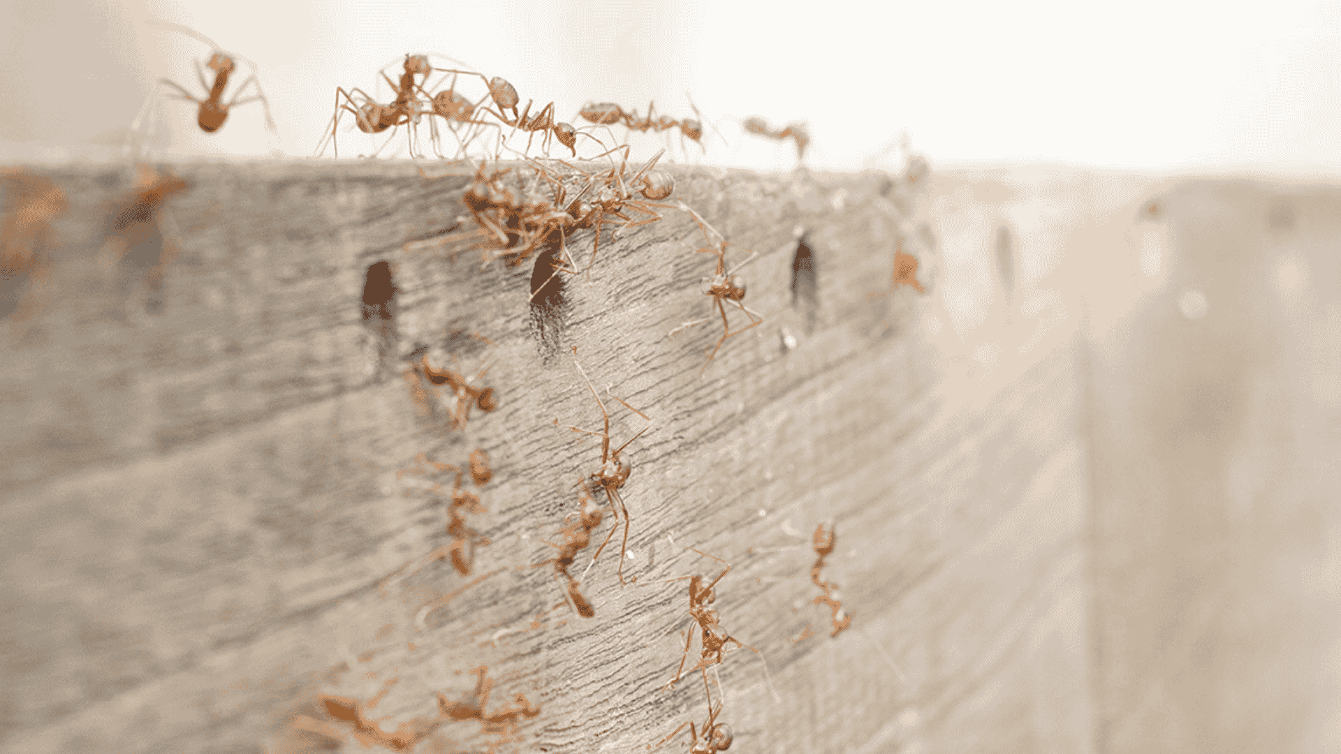 Ant Invasions: Why Argentine Ants Are Taking Over Southern California Homes