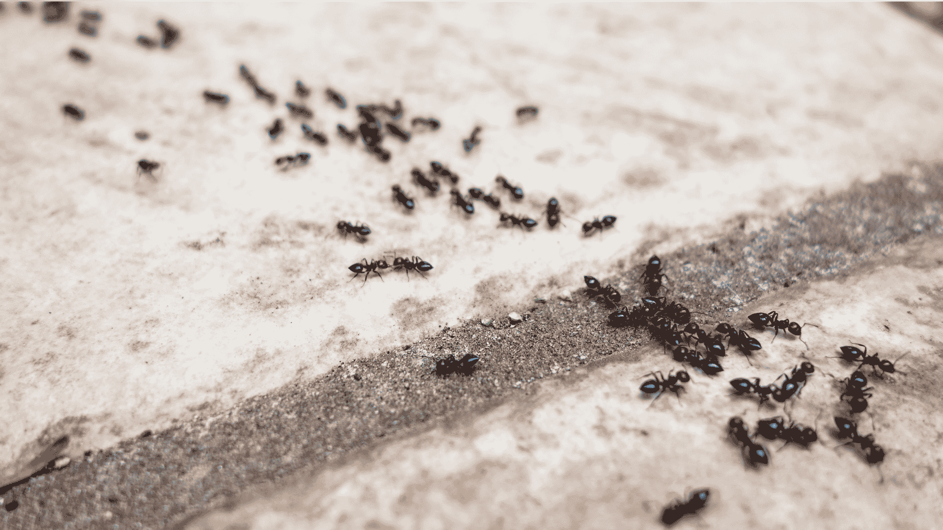 Murrieta Ant Control Services
