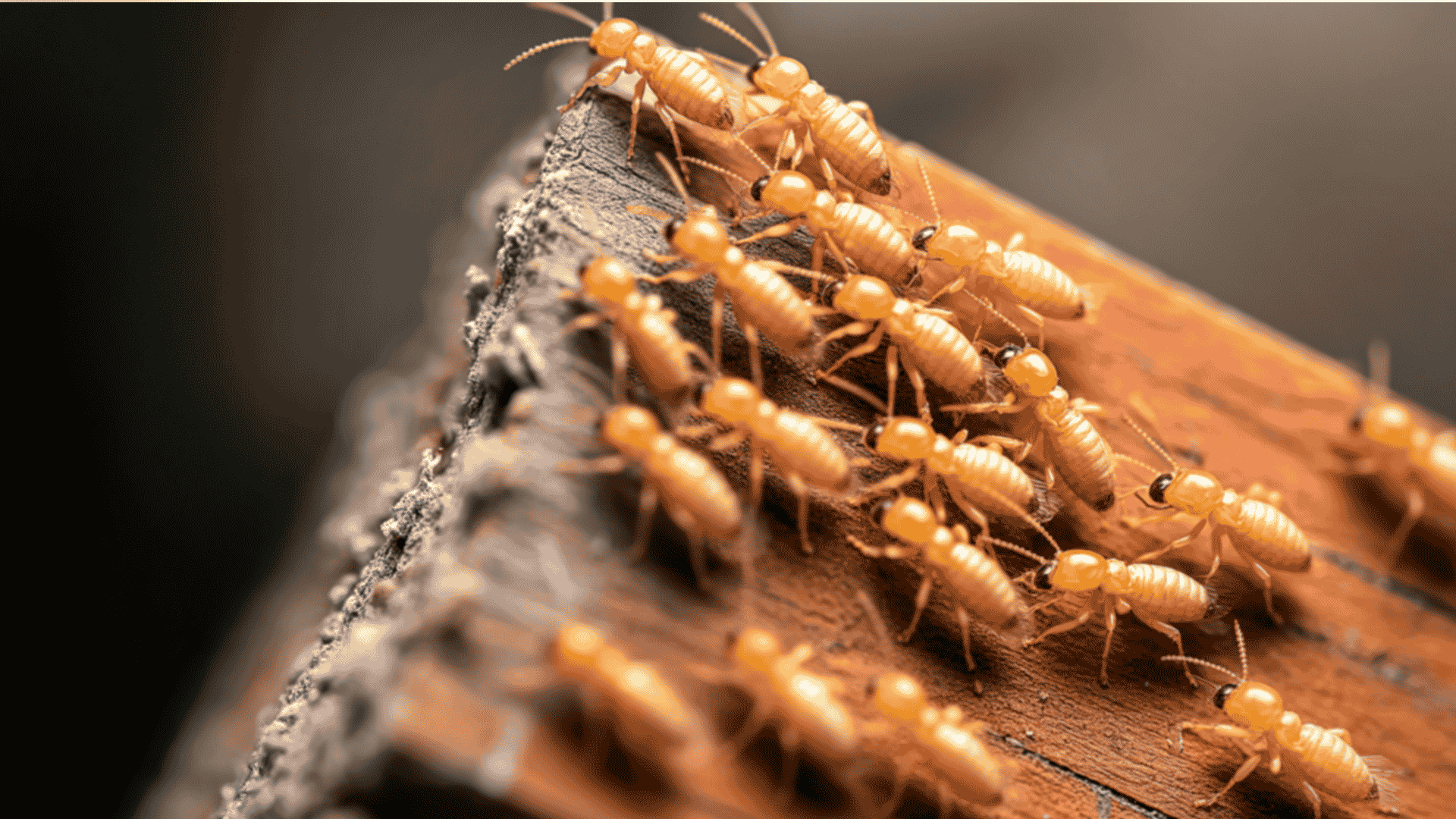 Murrieta Termite Inspection and Treatment