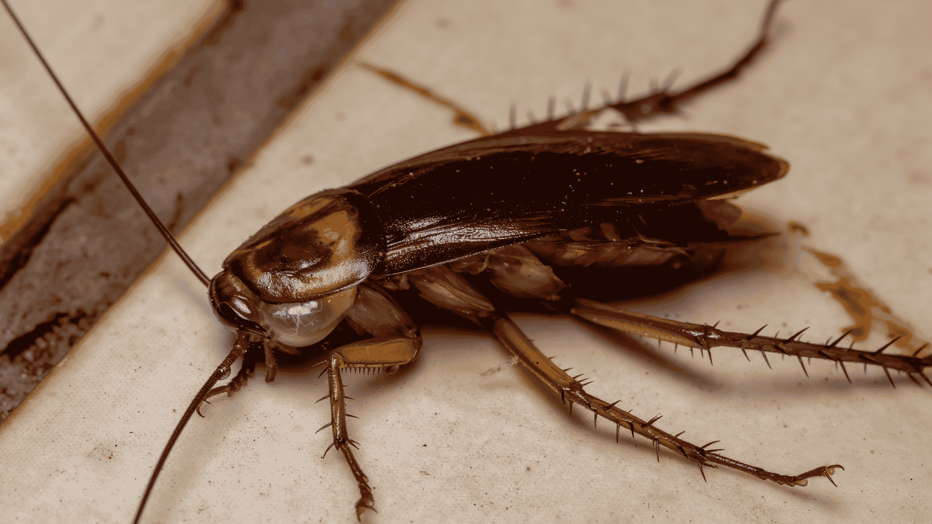 Perris Pest Control Service