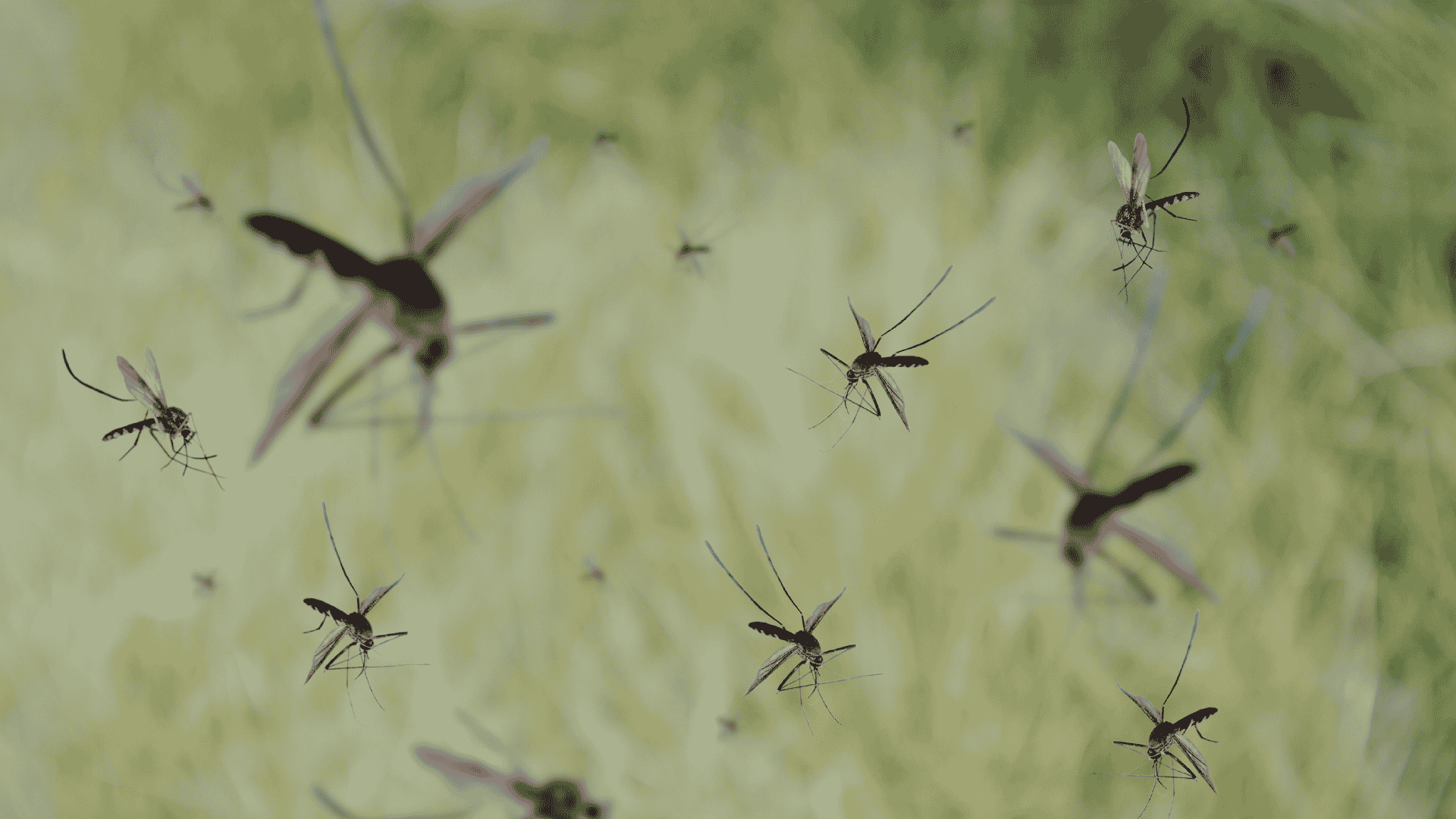 Canyon Lake Pest Control Services