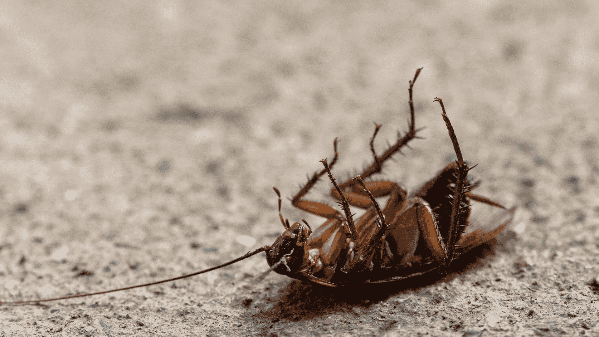 Norco Pest Control Services