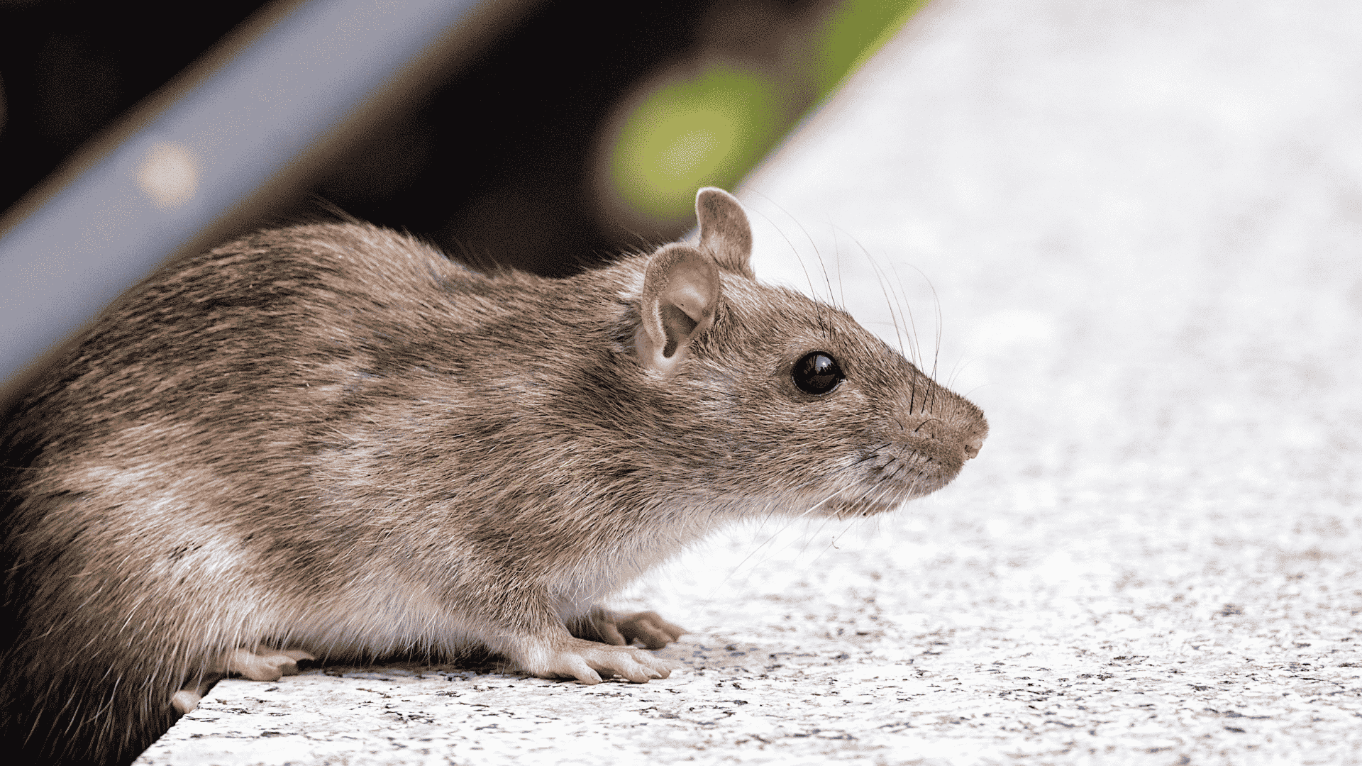 Murrieta Rodent Control and Exclusion Services