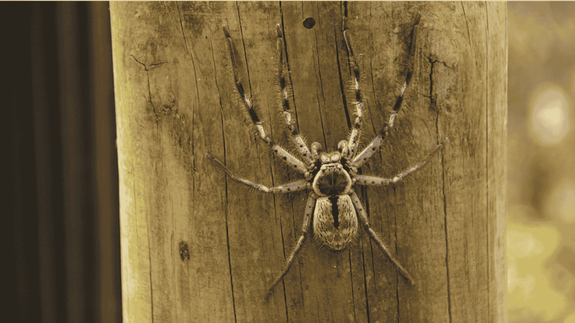 Spider Season: Identifying Common and Dangerous Spiders in Riverside County
