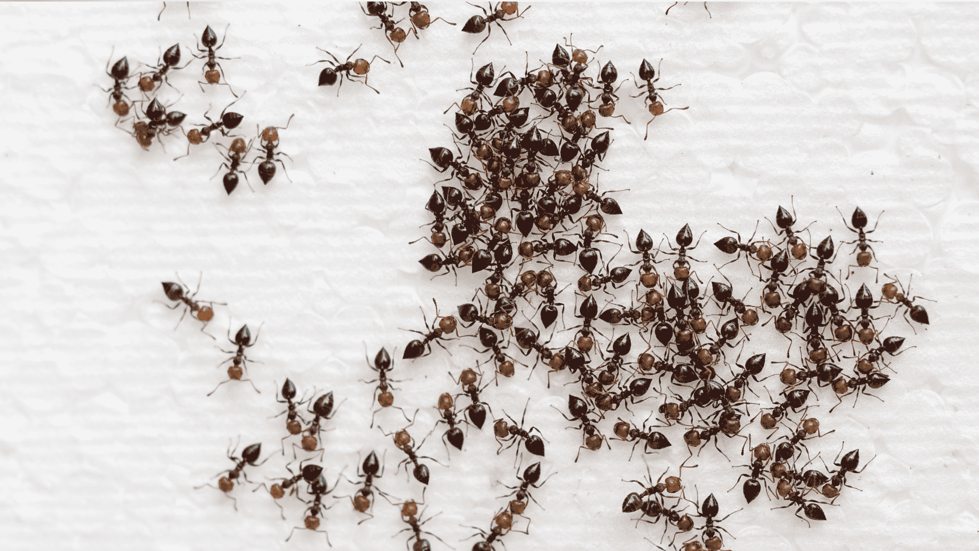 Temecula Ant Control Services