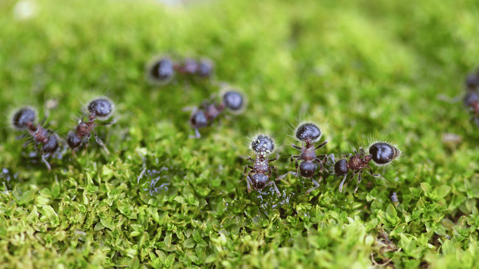 Carlsbad Ant Control Services