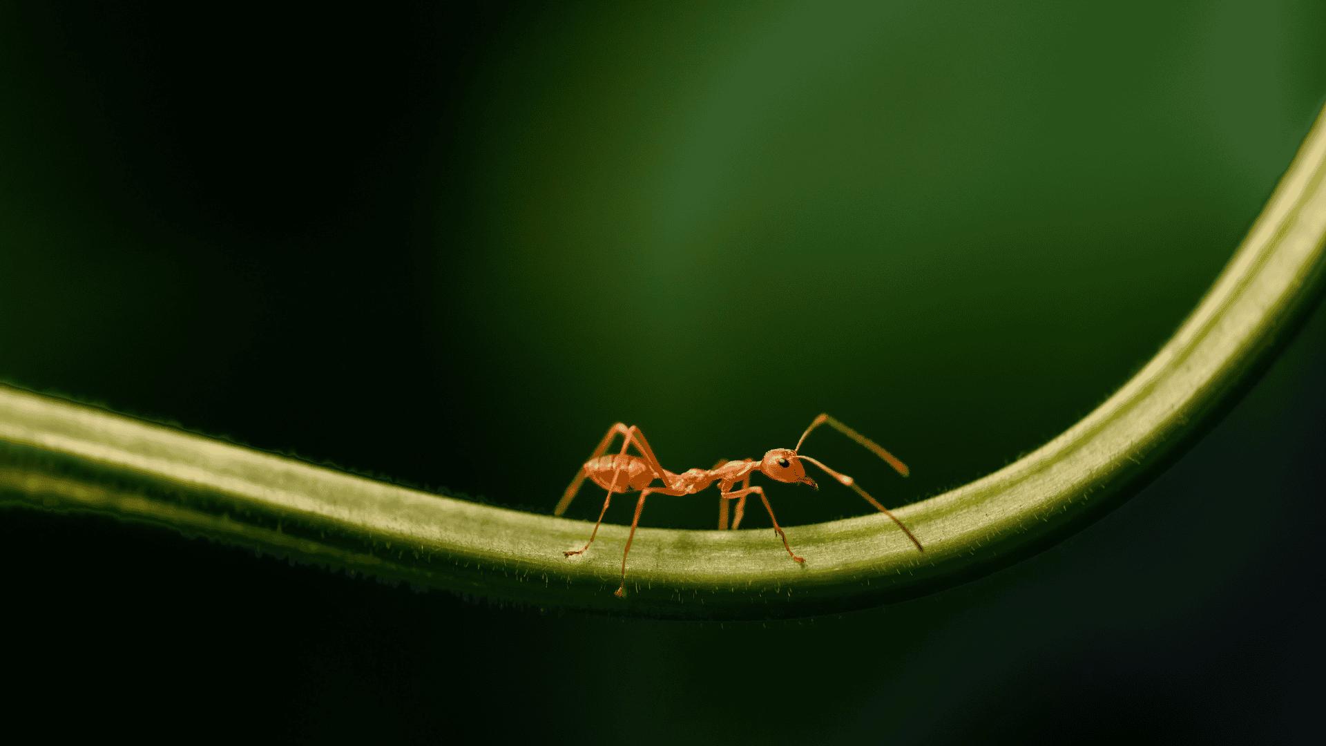 Escondido Ant Control Services