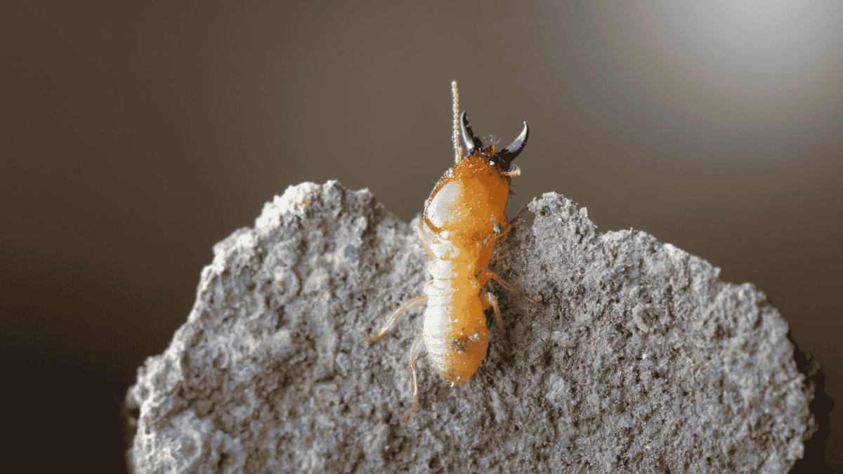 Vista Termite Inspection and Treatment