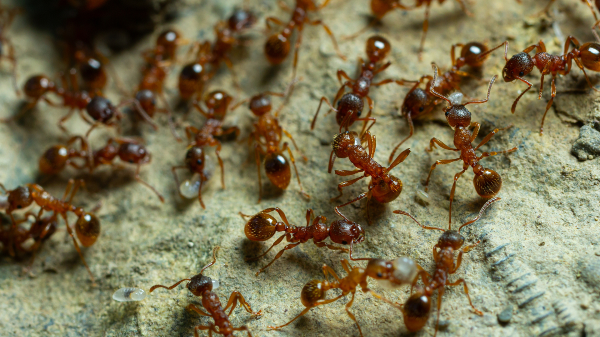 Corona Ant Control Services