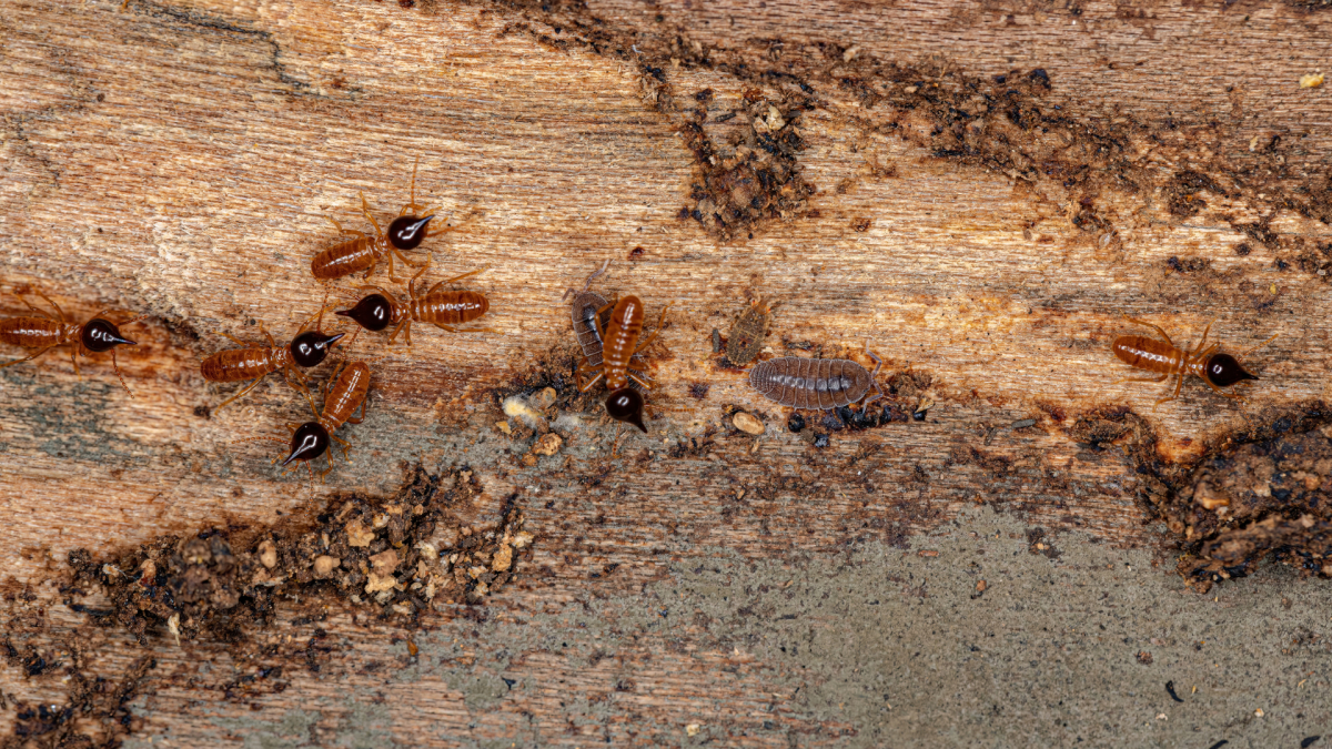 Corona Termite Inspection and Treatment