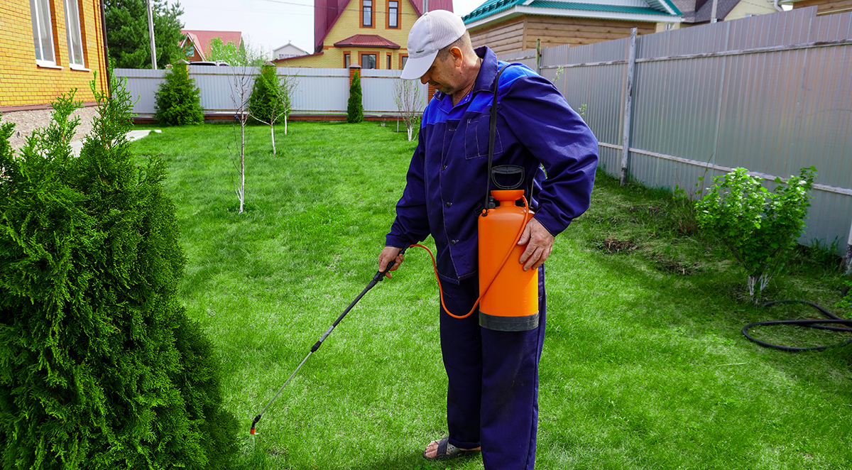 DIY Pest Control vs. Hiring a Professional