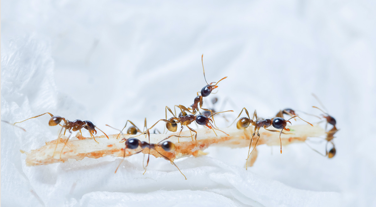 Does Bleach Kill Ants? Pest Control Myths Debunked