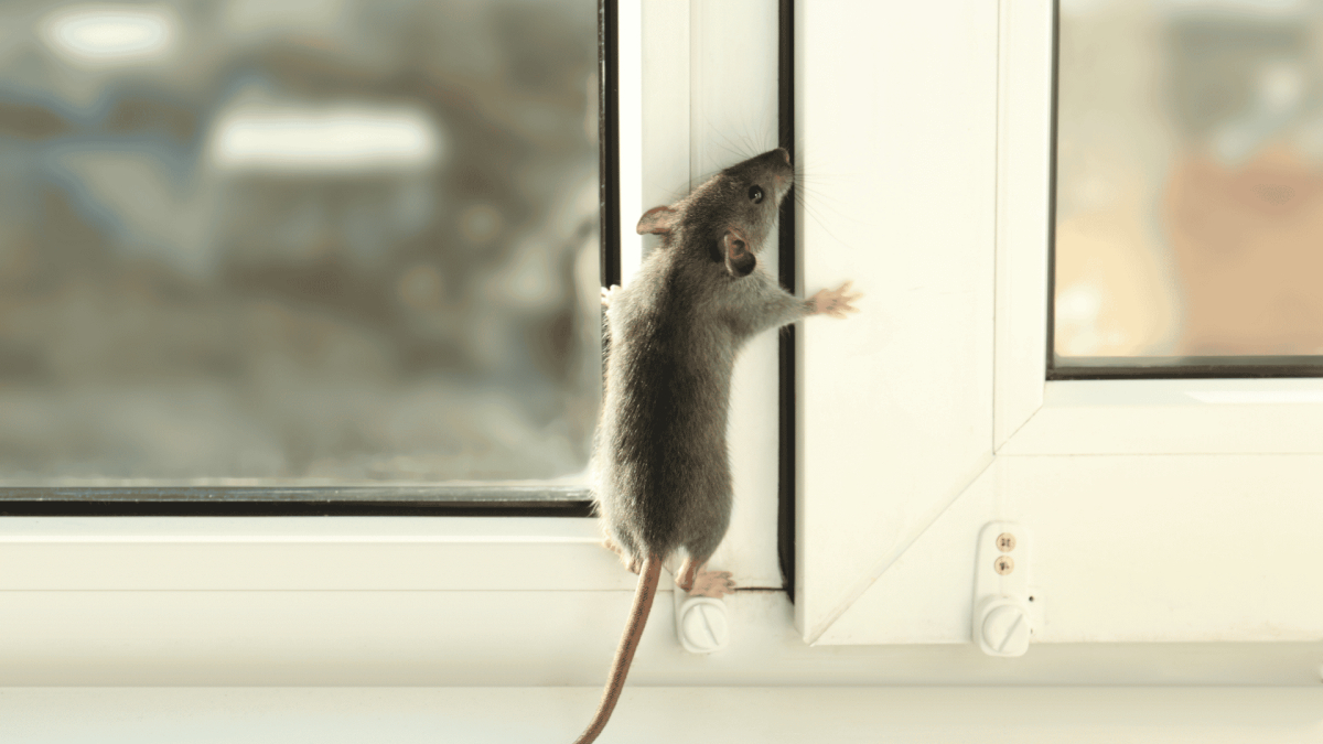 Fallbrook Rodent Control and Exclusion Services