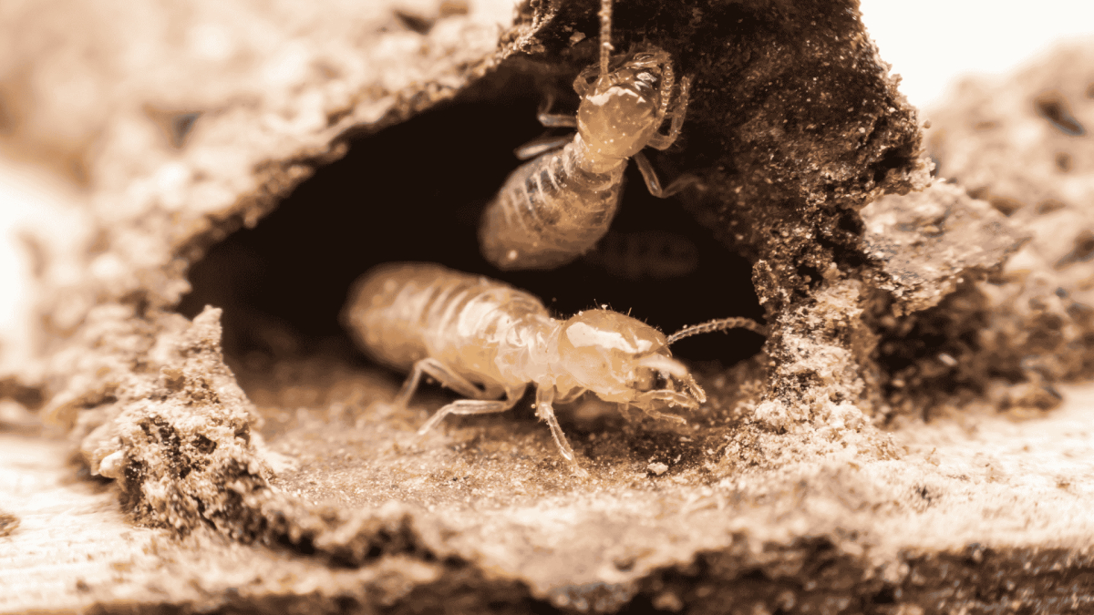 Fallbrook Termite Inspection and Treatment