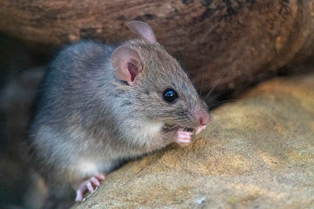 Hemet Rodent Control and Exclusion Services