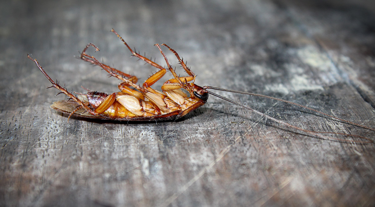 How to Get Rid of Cockroaches in Southern California