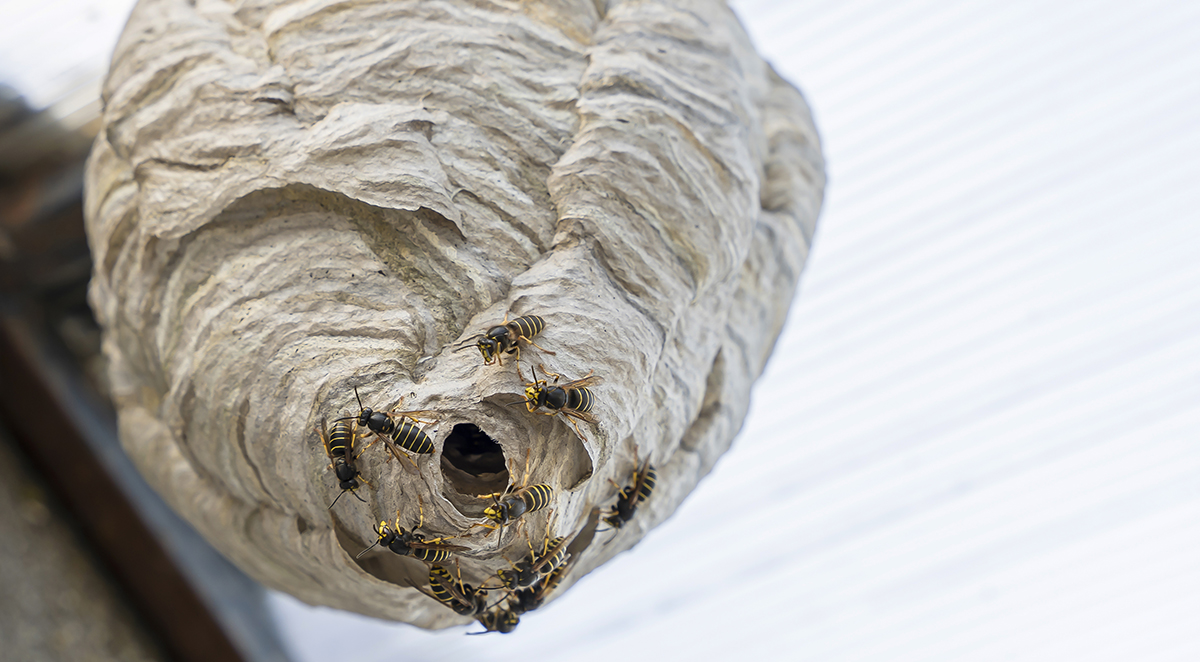 How to Safely Get Rid of a Wasp Nest on Your Property