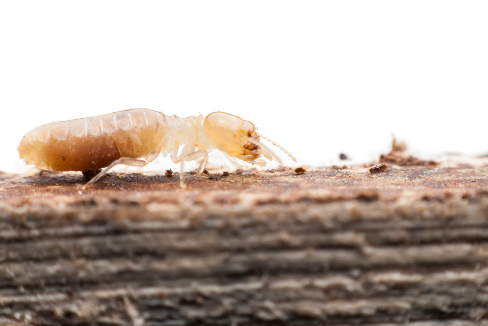 Lake Elsinore Termite Inspection and Treatment
