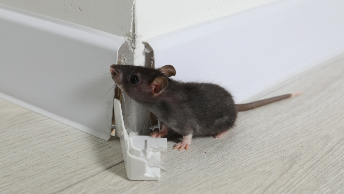 Menifee Rodent Control and Exclusion Services