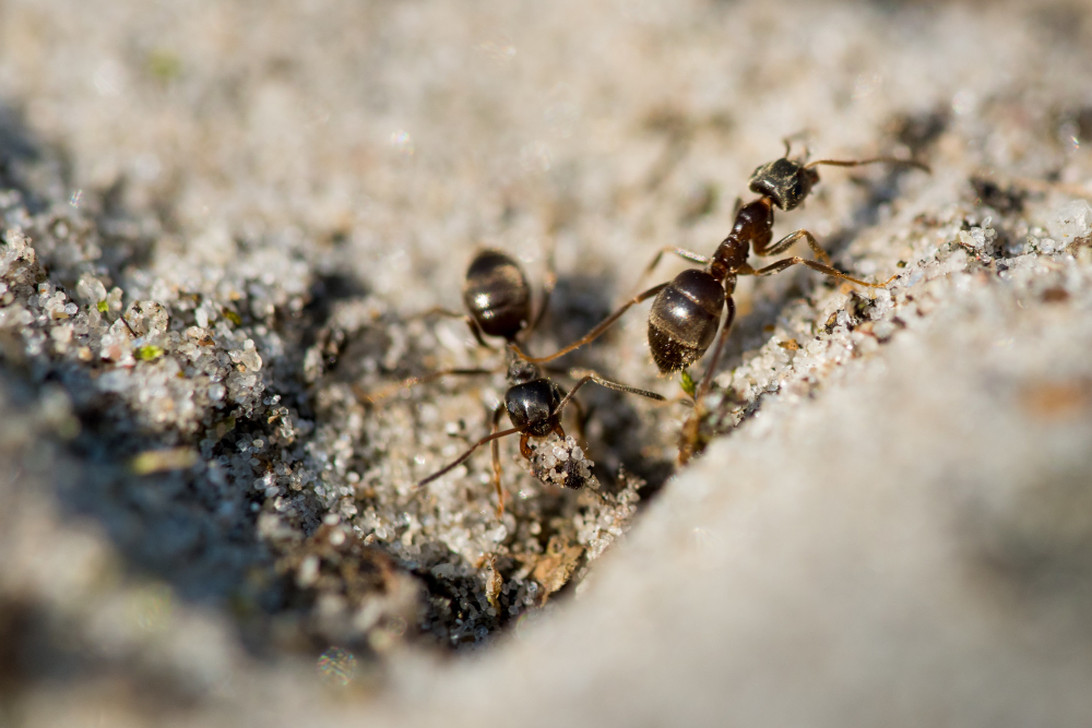 Moreno Valley Ant Control Services