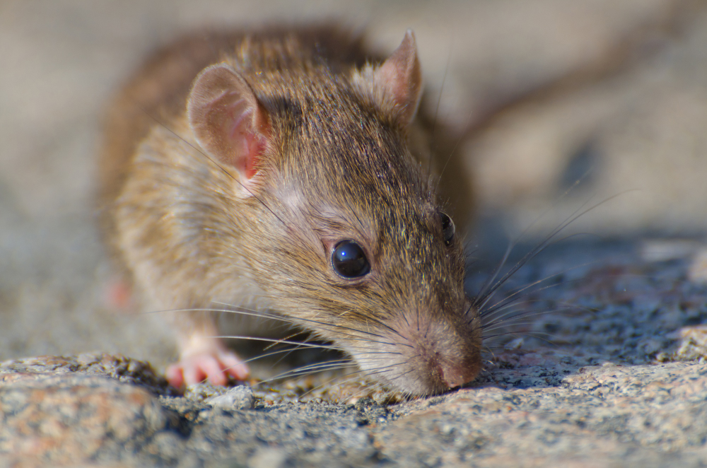 Moreno Valley Rodent Control and Exclusion Services