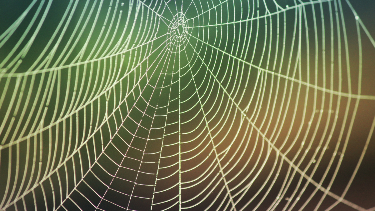 Murrieta Spider Control Services