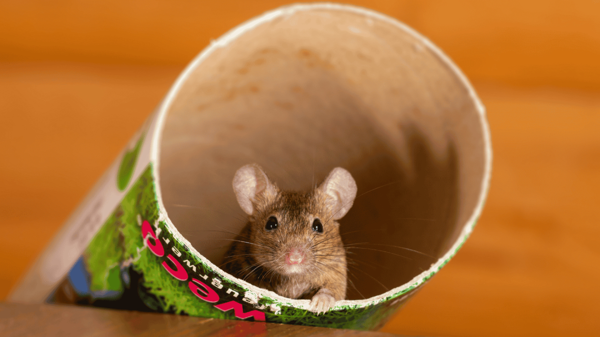 Norco Rodent Control and Exclusion Services