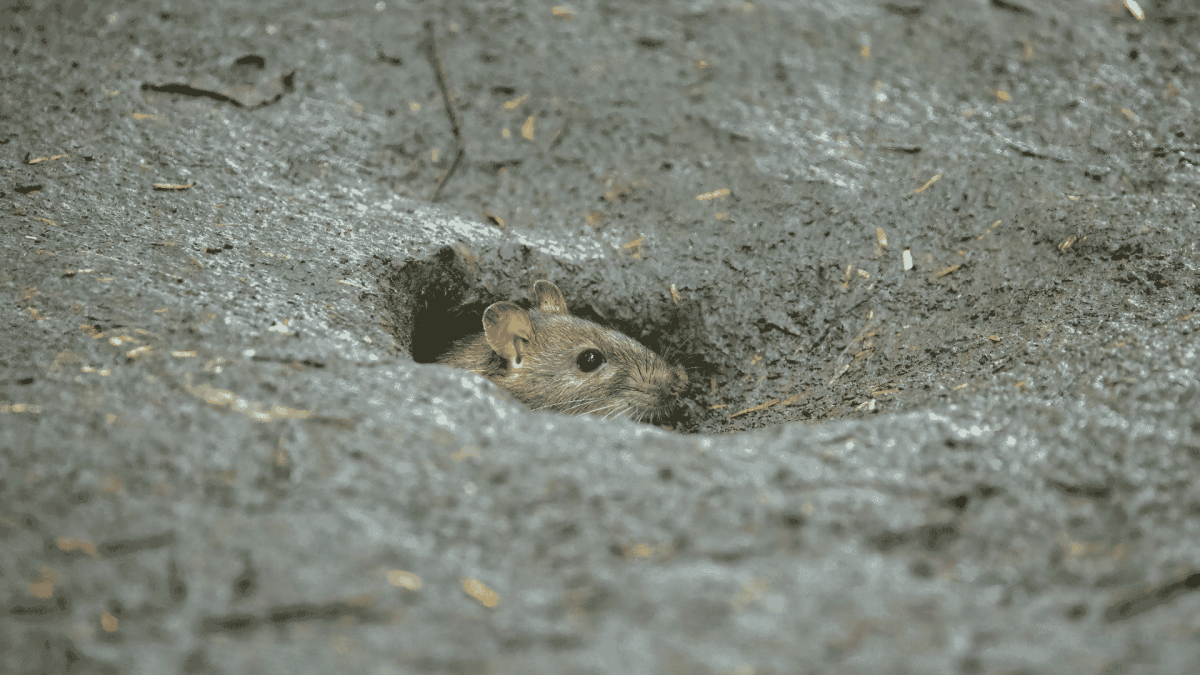 San Jacinto Rodent Control and Exclusion Services