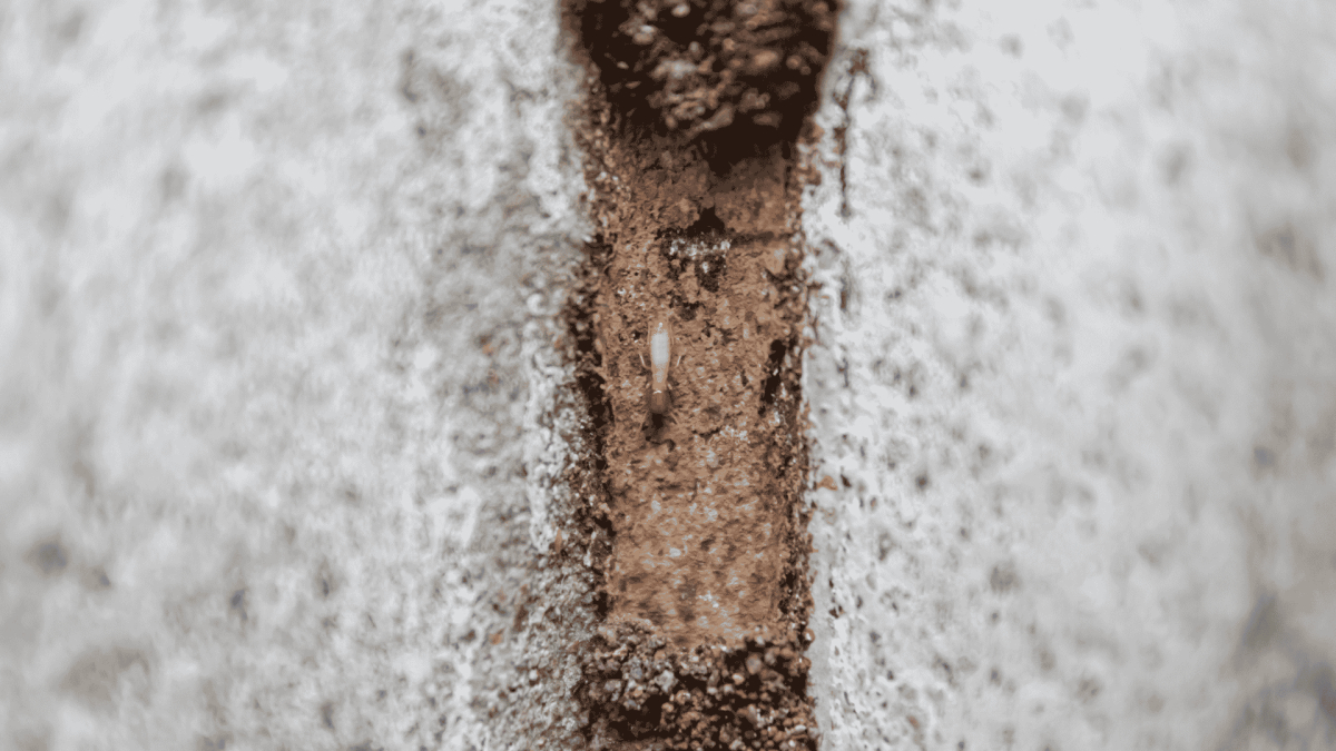 San Jacinto Termite Inspection and Treatment