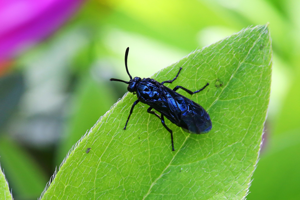 Temecula Commercial Pest Control Services