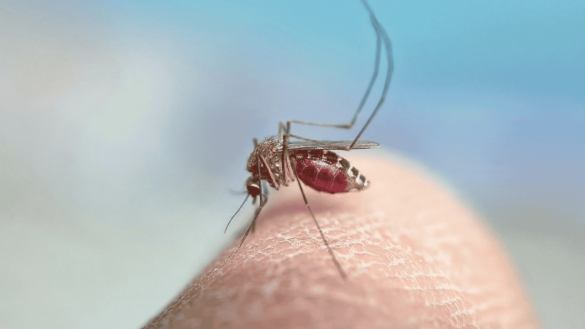 Temecula Mosquito Control Services