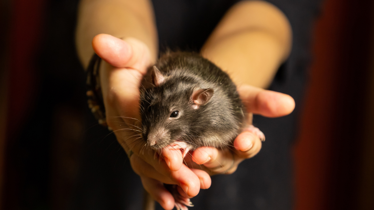 Temecula Rodent Control and Exclusion Services