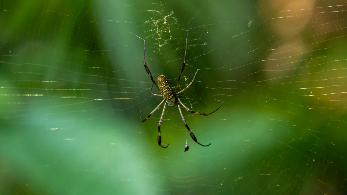 Temecula Spider Control Services