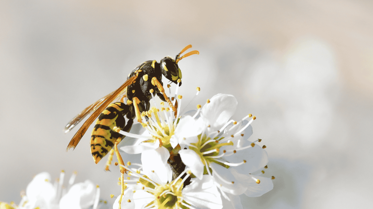 Temecula Wasp and Stinging Insect Control Services