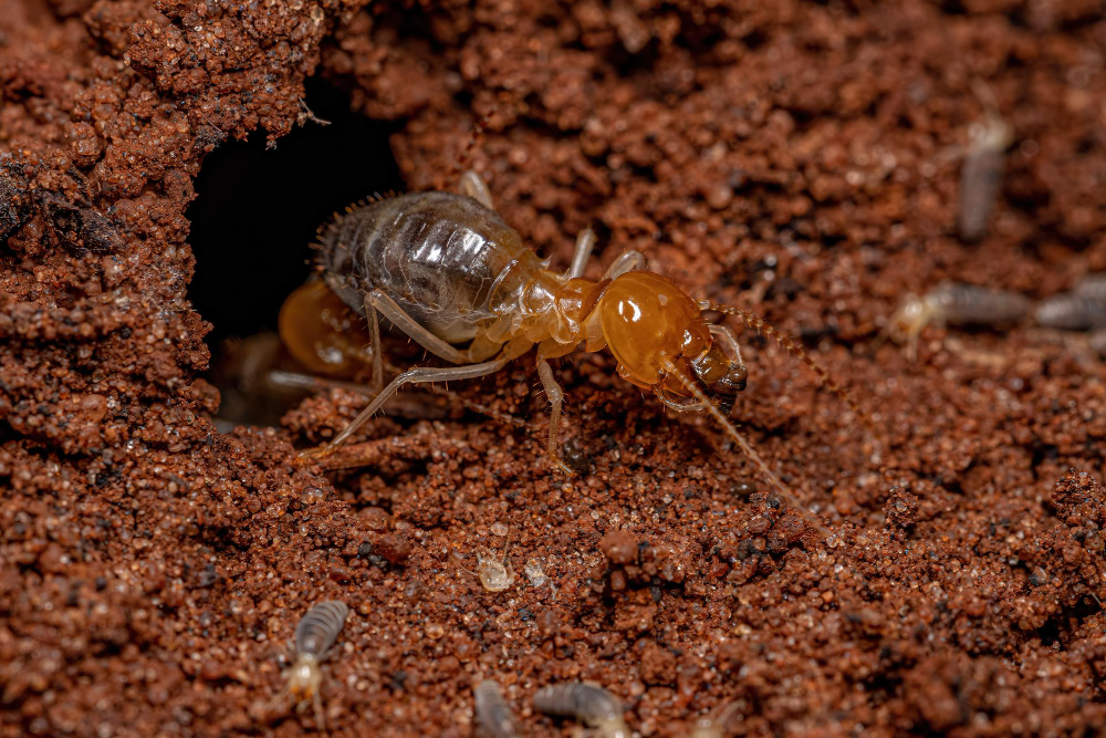 Wildomar Termite Inspection and Treatment