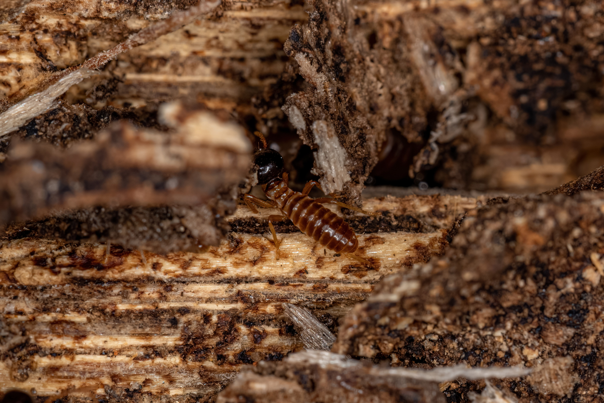 Winchester Termite Inspection and Treatment