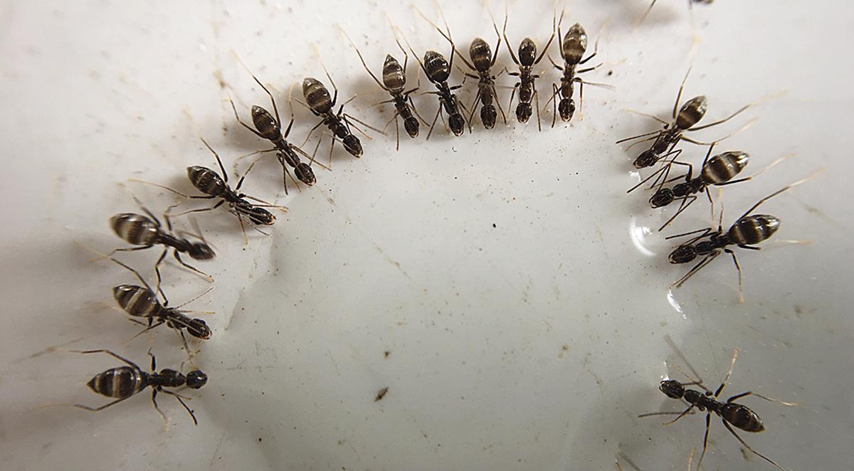Oceanside Ant Control Services