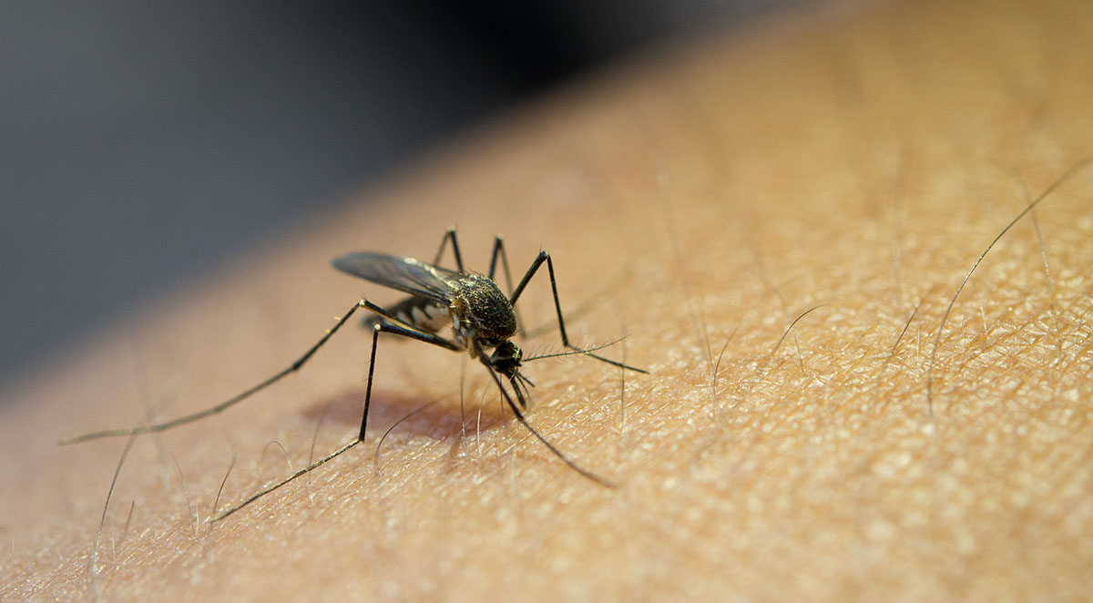 Murrieta Mosquito Control Services
