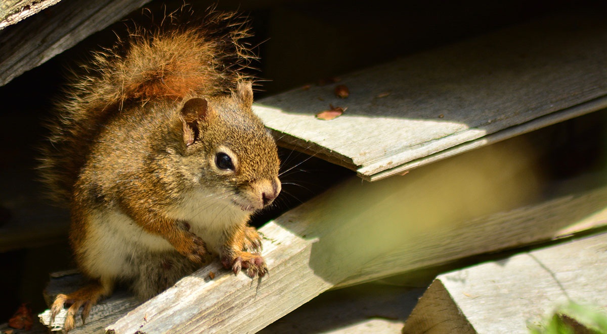 Escondido Rodent Control and Exclusion Services