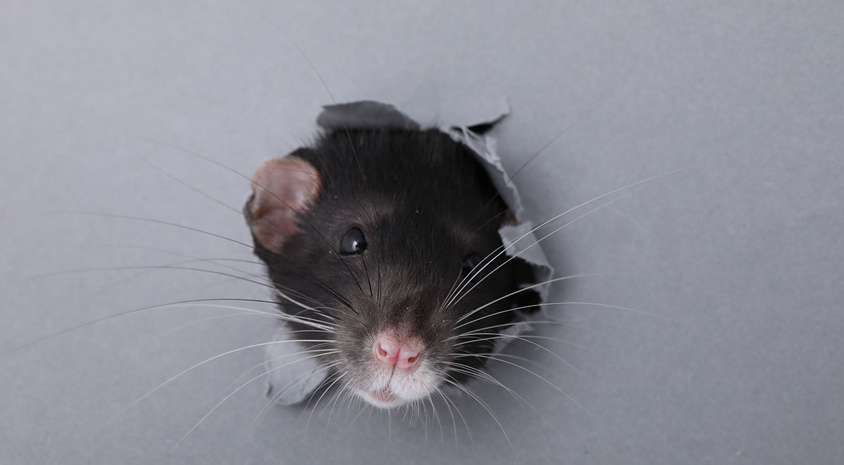 Carlsbad Rodent Control and Exclusion Services