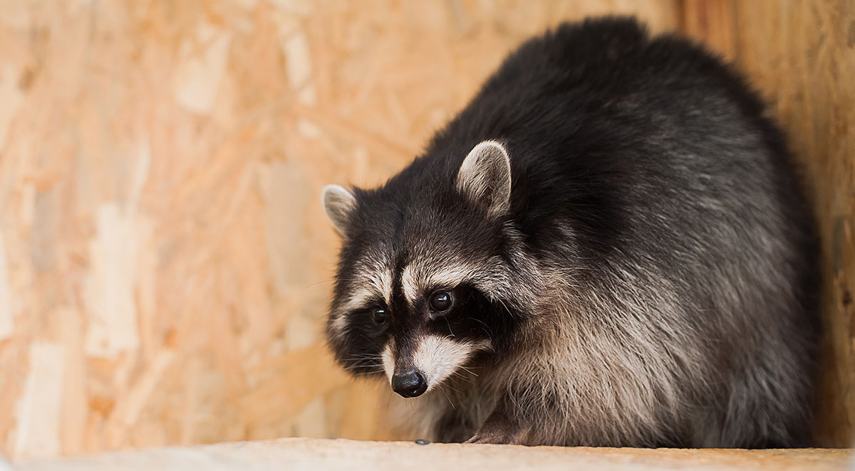 Oceanside Rodent Control and Exclusion Services