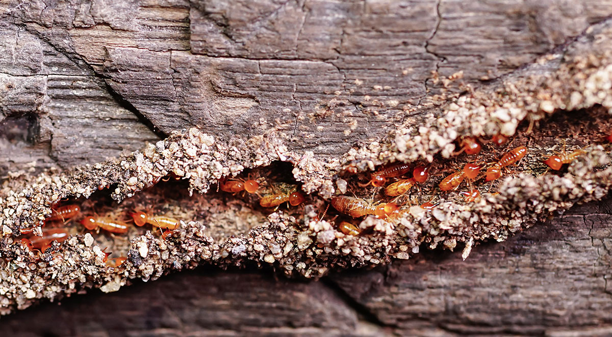 Moreno Valley Termite Inspection and Treatment