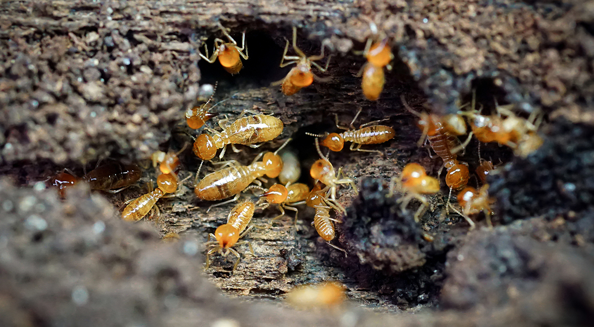 Drywood Termite Swarming Season: What to Watch For This Fall