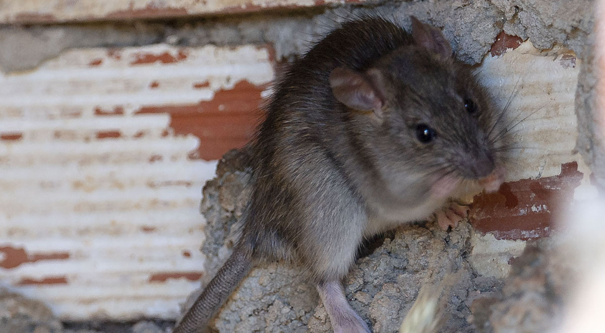 San Marcos Rodent Control and Exclusion Services